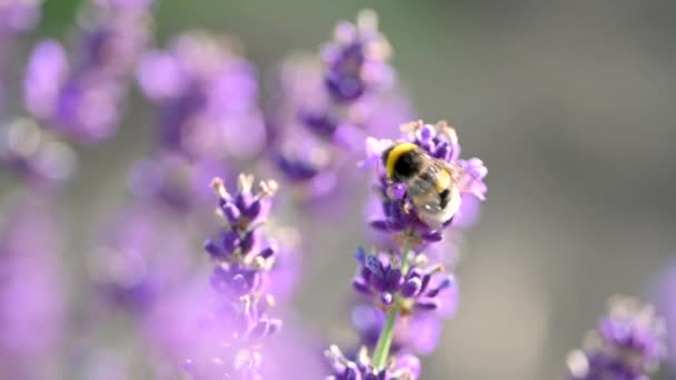 Närbild Honey Bee Blooming Fragrant Lavender Lavendel Lila Aromatiska Blommor — Stockvideo