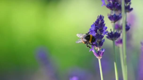 Primer Plano Honeybee Trabajando Lavender Flowers Hermosas Flores Lavanda Que — Vídeo de stock