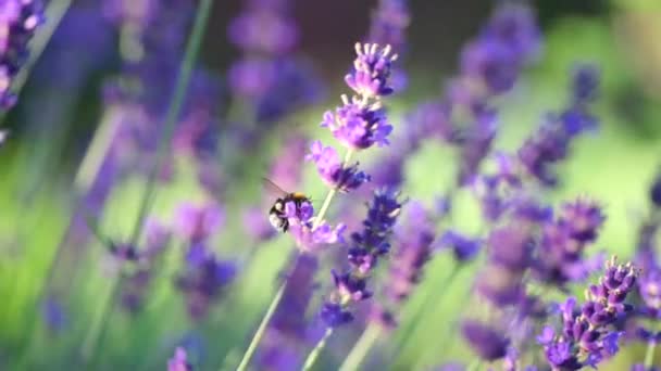 Крупный План Красивые Цветущие Лавандовые Цветы Раскачиваются Ветру Медовая Пчела — стоковое видео