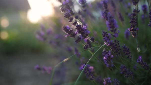 Close Mooie Bloeiende Lavendel Zwaaien Wind Bij Zonsondergang Lavendel Paarse — Stockvideo