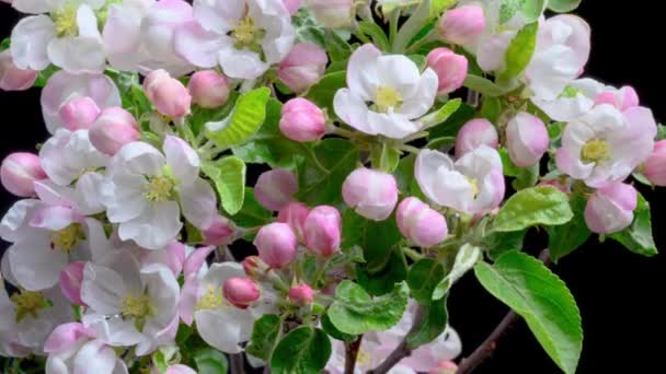 Vackra Våräppelträd Blommar Öppnar Timelapse Vårblommor Öppnas Filial Med Blommande — Stockvideo