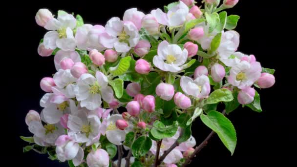 Прекрасне Весняне Цвітіння Яблуні Відкриває Таймлапс Весняні Квіти Відкриваються Гілка — стокове відео