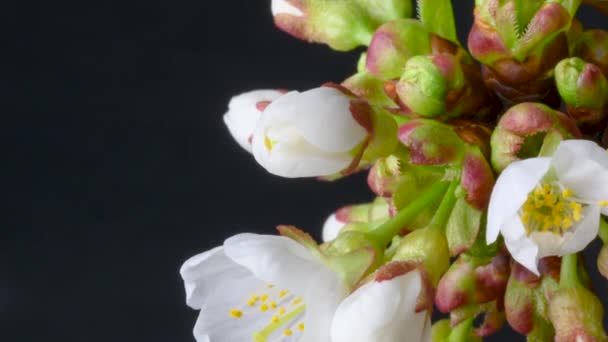 Schöne Frühlingskirschbaumblüte Öffnet Zeitraffer Frühlingsblumen Öffnen Sich Zweig Mit Blühenden — Stockvideo