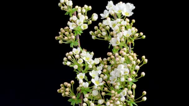 Ramo Close Com Flores Florescentes Abertura Flores Primavera — Vídeo de Stock