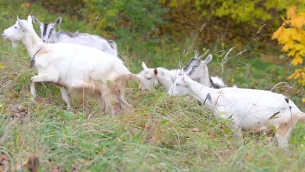 Белые Козы Пасутся Поле Фермерские Животные Пастбищах — стоковое видео