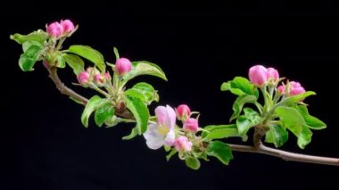 Güzel Bahar Elma Ağacı Çiçeği açılmak üzere. Bahar çiçekleri açılıyor. Çiçekli bir dal.