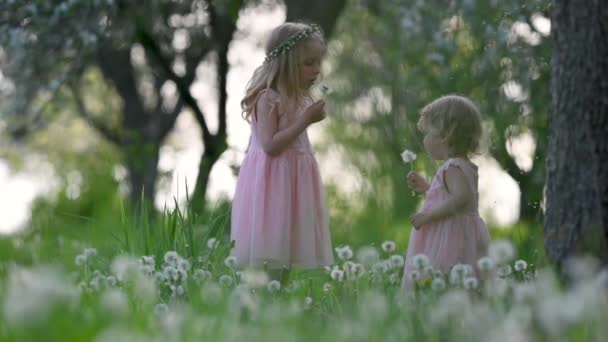 Δύο Χαριτωμένα Κοριτσάκια Φορέματα Παίζουν Πικραλίδες Στο Ανοιξιάτικο Πάρκο Αδερφές — Αρχείο Βίντεο