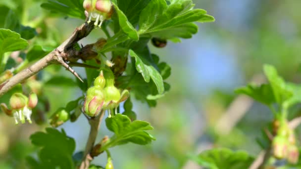 Gros Plan Pousses Groseille Sur Une Branche Sur Fond Vert — Video