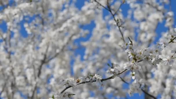 Florecientes Ramas Blancas Manzano Contra Cielo Azul Fondo Flores Primavera — Vídeos de Stock
