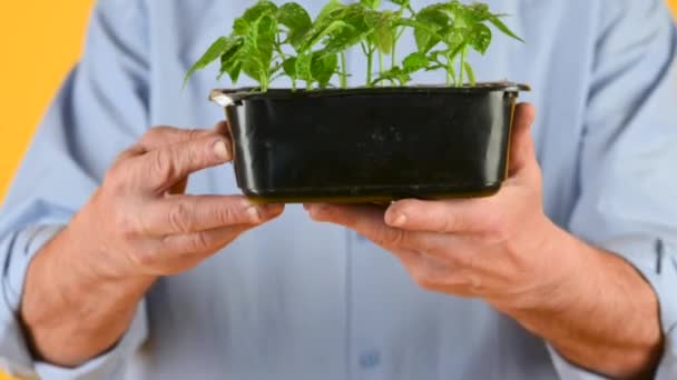 Farmer Holds Plastic Tray Young Sprouts His Hands Ecologically Clean — Stock Video