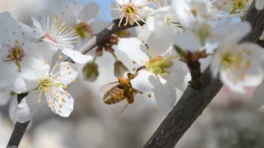 Çiçek açan ağaç. Arı meyve bahçesindeki beyaz çiçeklerden polen toplar.