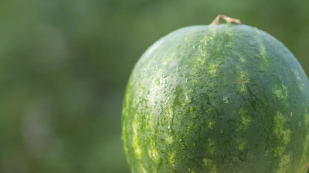 Closeup Ripe Watermelon Lies Wooden Table Natural Green Background Fresh — Stock Video