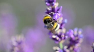 Büyüyen Lavanta Çiçekleri tarlasında çalışan Balarısı 'nın yakınında. Güzel çiçek açan mor kokulu lavanta çiçekleri Provence 'ın sakin bir yerinde. Yavaşlama Hareketi