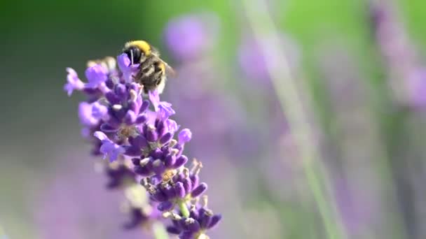 Primo Piano Honeybee Che Lavora Sul Campo Dei Fiori Lavanda — Video Stock