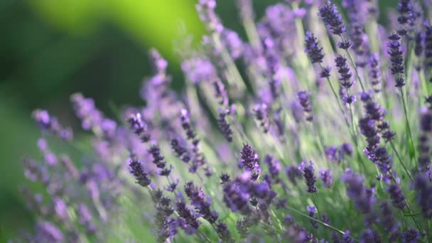 Felt Med Lavendel Close Smukke Blomstrende Lavendel Blomster Svajende Vinden – Stock-video