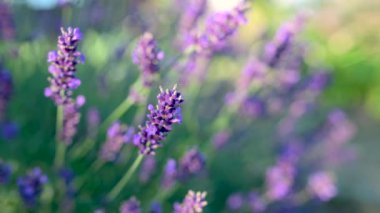 Gün batımında çiçek açan mor kokulu lavanta çiçekleri. Rüzgarda sallanan Büyüyen Lavanta 'nın yakın çekimi. Lavanta tarlası.