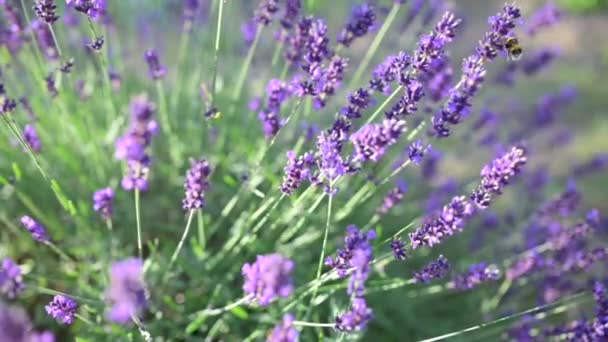 Abelha Trabalhando Campo Crescer Flores Lavanda Flores Lavanda Perfumadas Violeta — Vídeo de Stock