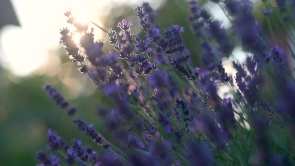 Flor Violeta Fragantes Flores Lavanda Campo Atardecer Primer Plano Del — Vídeos de Stock