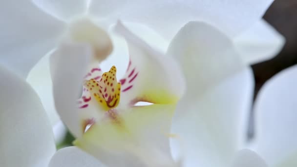 Крупним Планом Макрознімок Квітучої Білої Орхідеї Красива Рослина Вдома — стокове відео