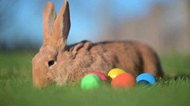 Sevimli küçük kahverengi paskalya tavşanı çimlerin üzerinde renkli Paskalya yumurtalarının yanında ot yiyor.