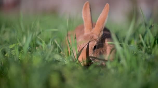 可爱的棕色兔子坐在绿色的草地上 吃着嫩绿的青草 复活节兔子 — 图库视频影像