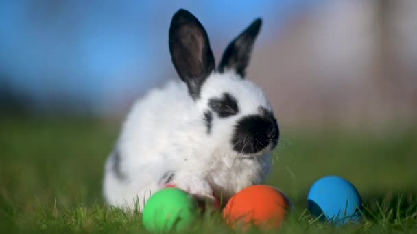 Забавный Маленький Белый Черными Ушами Пасхальный Кролик Сидит Газоне Рядом — стоковое видео