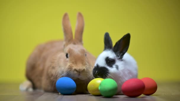 Два Забавных Белых Коричневых Пасхальных Кролика Сидит Рядом Красочные Пасхальные — стоковое видео