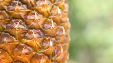Olgun ananasın yakın çekimi doğal yeşil bir arka planda döner. Sağlıklı beslenme.