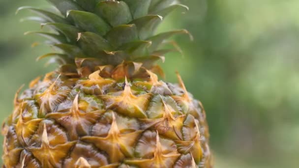 Gros Plan Ananas Mûr Tourne Sur Fond Vert Naturel Une — Video