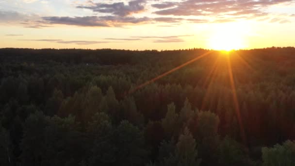 Vista Aérea Del Dron Vuelo Sobre Bosque Pinos Atardecer Cielo — Vídeos de Stock