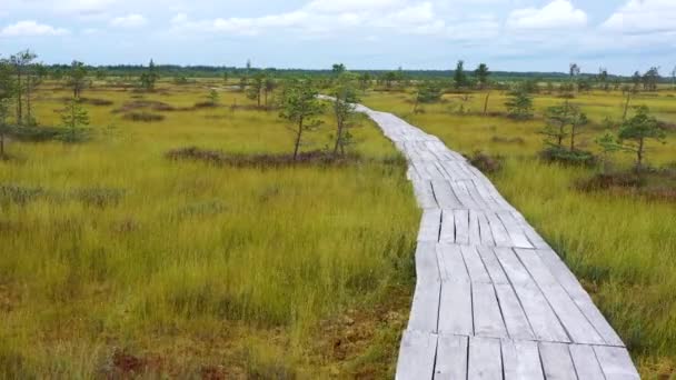 Flying Wooden Hiking Trail Winding Marsh Top View Marshy Landscape — Stock Video