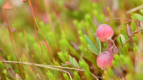 Close Ripening Cranberries Bush Field — Stock Video