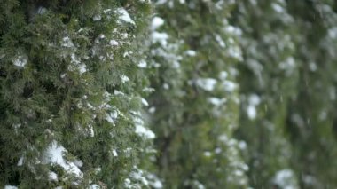 Yeşilliğin arka planına kar yağıyor. Kış manzarası.