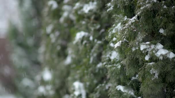 Sneeuw Valt Tegen Achtergrond Van Groen Winterlandschap — Stockvideo