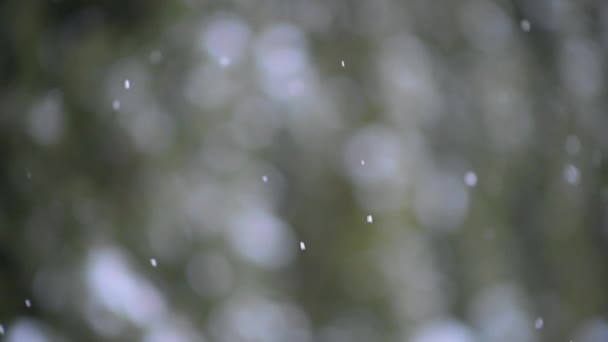 Сніг Падає Тлі Дерев Лісі Зимовий Пейзаж Слют Мочіон — стокове відео