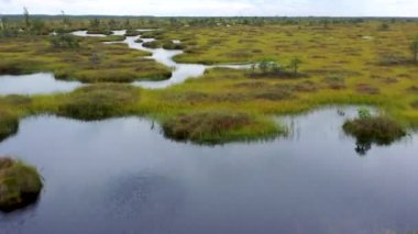 Bataklık manzarasının en üst görüntüsü. Resimli manzaranın üzerinde uçuyor. Güneşli bir günde ücra bir bataklık ve orman manzarası.