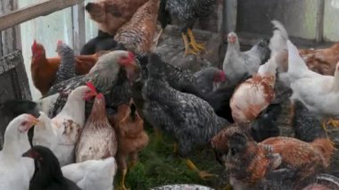 Köydeki bir çiftlikte beslenen tavuklara yakın çekim. Çiftlik Organiğinde Tavuk