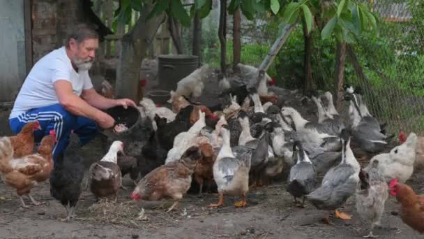 Seorang Pria Tua Memberi Makan Ayam Dengan Pakan Ekologi Ayam — Stok Video