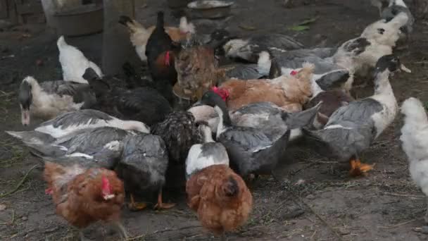 Los Pollos Gansos Alimentan Una Granja Pueblo Los Pájaros Cerca — Vídeo de stock