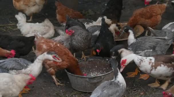 Los Pollos Gansos Alimentan Una Granja Pueblo Los Pájaros Cerca — Vídeo de stock