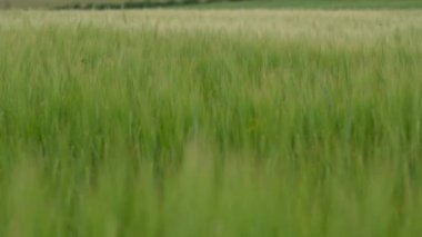 Kırsal bölgedeki bulutlu bahar gününde yeşil buğday tarlasının görüntülerini kapatın. Tarlada organik ürün ekin.