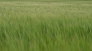 Kırsal bölgedeki bulutlu bahar gününde yeşil buğday tarlasının görüntülerini kapatın. Tarlada organik ürün ekin.