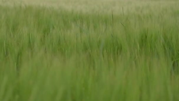 在多云的春日 在乡间的绿小麦田里 拍摄了一段密闭的画面 田间收获有机耕作 — 图库视频影像