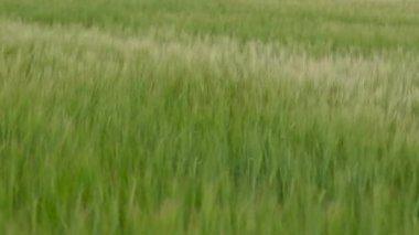 Kırsal bölgedeki bulutlu bahar gününde yeşil buğday tarlasının görüntülerini kapatın. Tarlada organik ürün ekin.