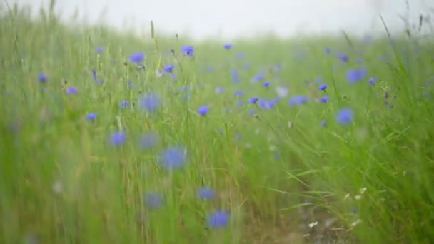 Campo Fiori Prato Prati Verdi Freschi Fiori Fioriti — Video Stock