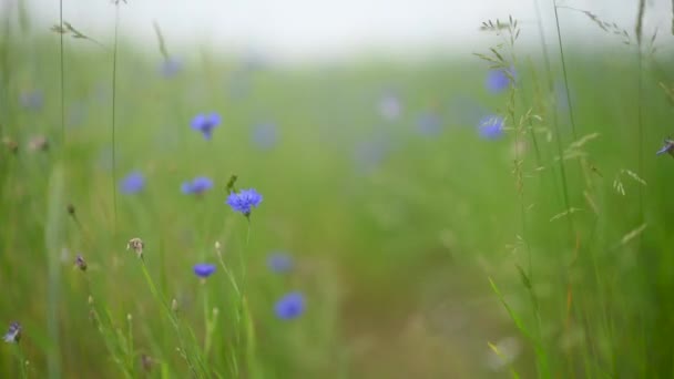 Zamknij Łąkę Flowers Field Świeże Zielone Łąki Kwitnące Kwiaty — Wideo stockowe