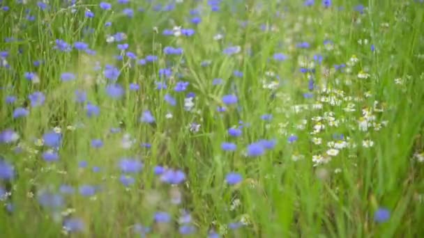 Zamknij Łąkę Flowers Field Świeże Zielone Łąki Kwitnące Kwiaty — Wideo stockowe