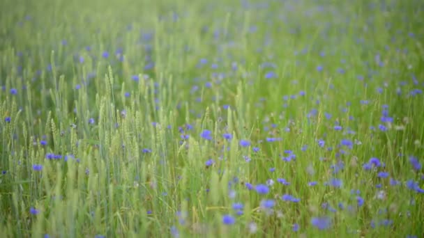 Blumenfeld Wiese Frisch Grüne Wiesen Und Blühende Blumen — Stockvideo