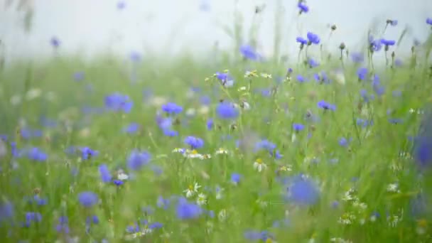 Nahaufnahme Blumenfeld Wiese Frisch Grüne Wiesen Und Blühende Blumen — Stockvideo