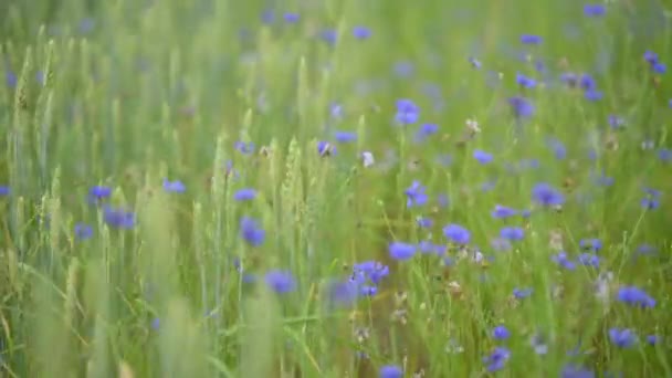 花畑の牧草地 新緑の草原と花々 — ストック動画
